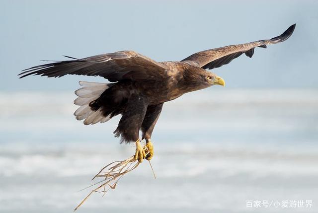 ng28-祁连雷霆队鏖战云贵金雕队，电竞大奖赛读秒绝平，转换速度占优。韧性与执行并存(战速220低趴视频)